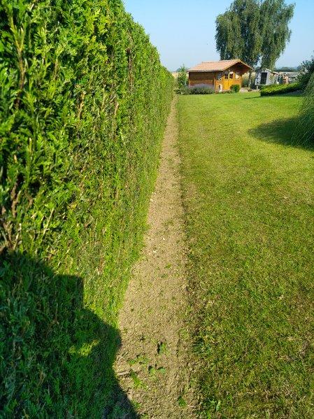 Rabattement de haie de thuyas et taille par votre paysagiste Mr BRIDENNE sur la commune de Le Nieppe