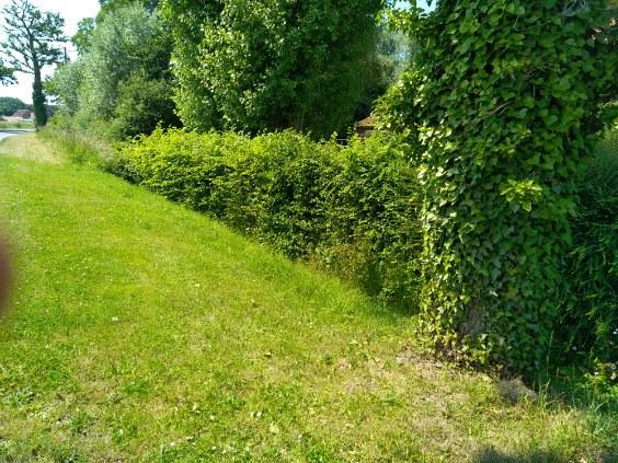 Taille de haie d'aubépine effectué par votre paysagiste sur la commune de RENESCURE