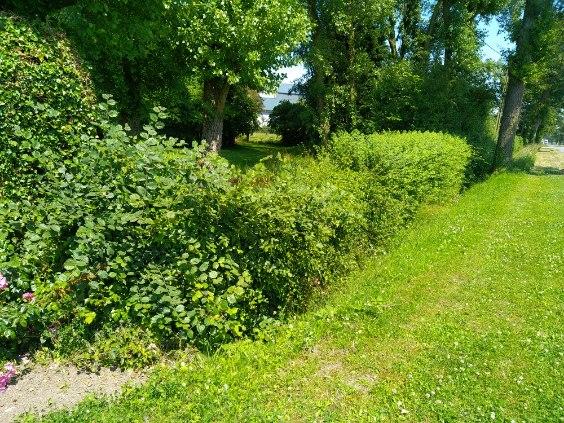 Taille de haie d'aubépine effectué par votre paysagiste sur la commune de RENESCURE