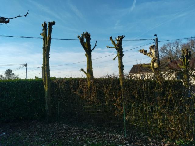 Elagage de bouleaux et d'érables effectué par votre paysagiste à RUBROUCK